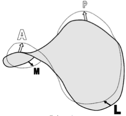 The saddle-shaped mitral valve.