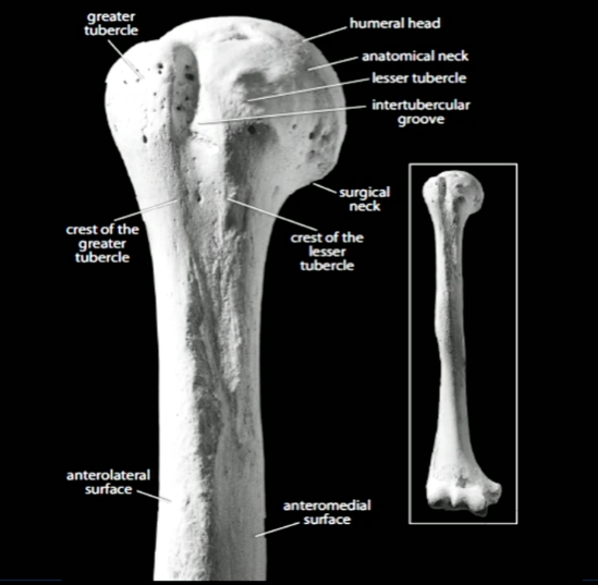 greater tubercle of humerus palpation