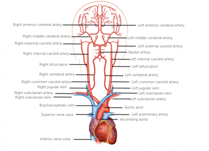 Vessels anatomy
