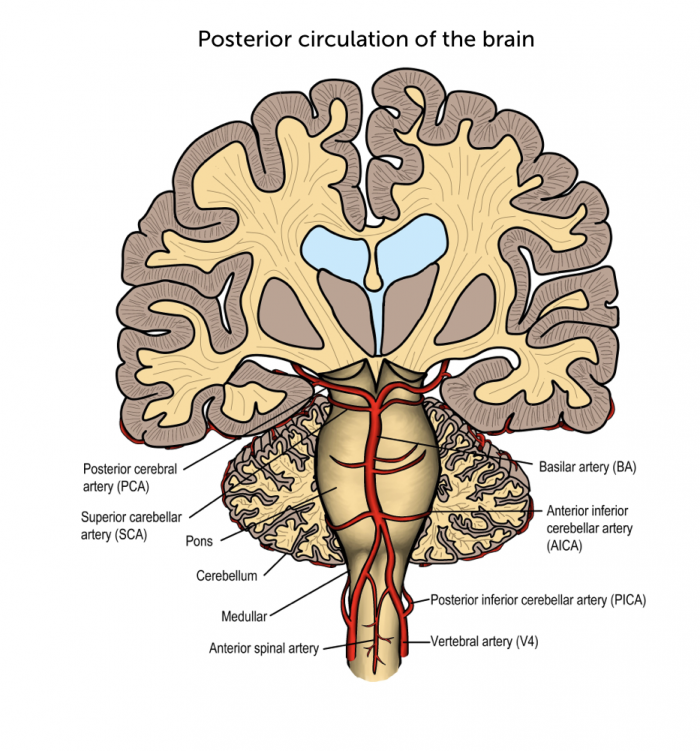 vertebral artery branches