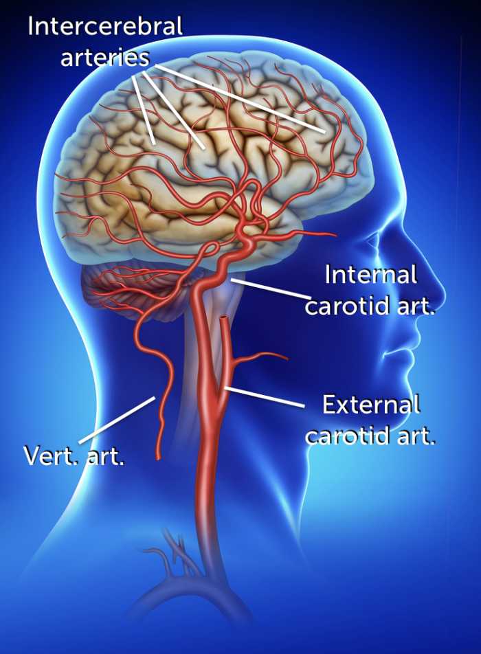 internal carotid artery in ear