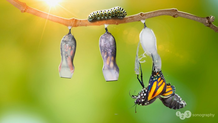 Metamorphosis Metamorphosis