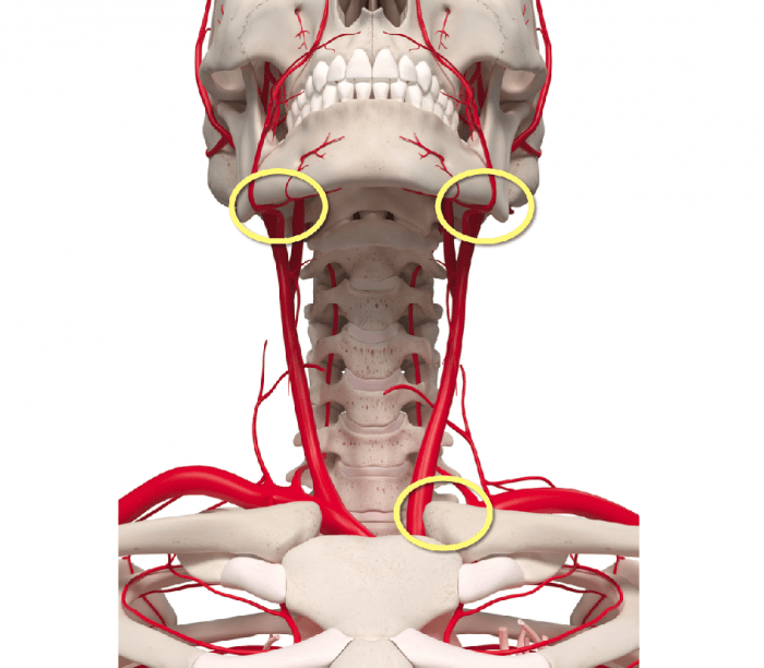 common carotid artery bifurcation