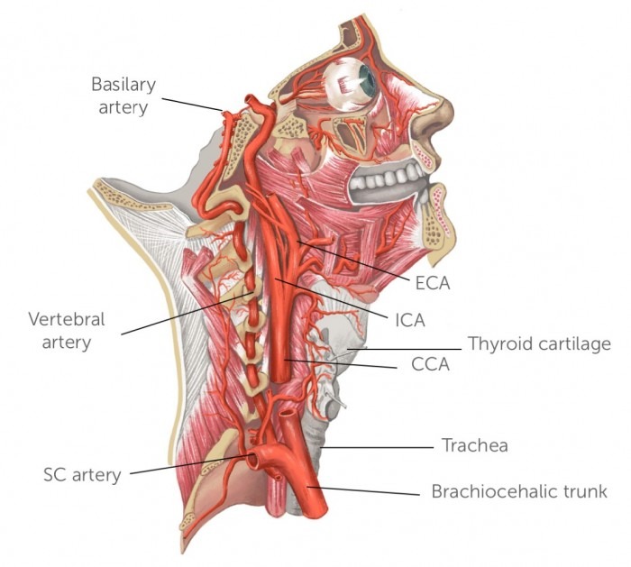 Hoelahoep Eigenlijk Altijd 2. Carotid Ultrasound - Anatomy | 123 Sonography