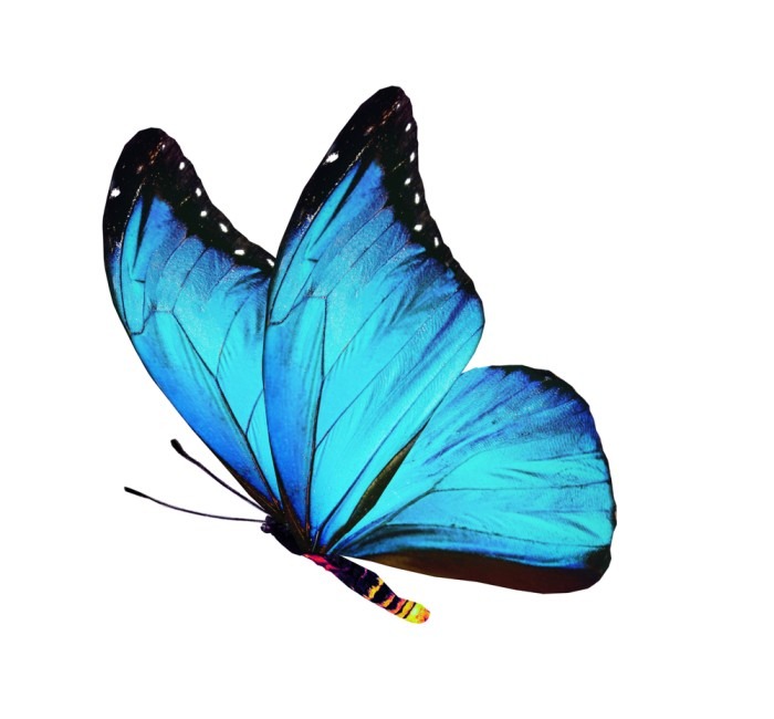 Blue Butterfly.