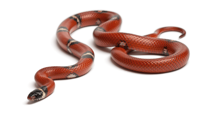 Red snake with brown spots.