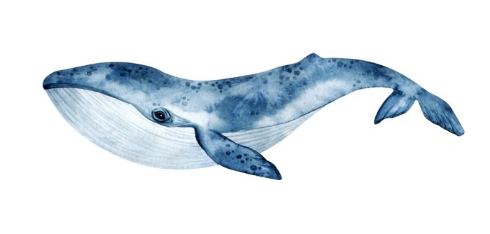 Image of a blue whale.