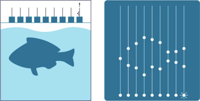 Illustration of ultrasound image that looks like a fish swimming in the water.