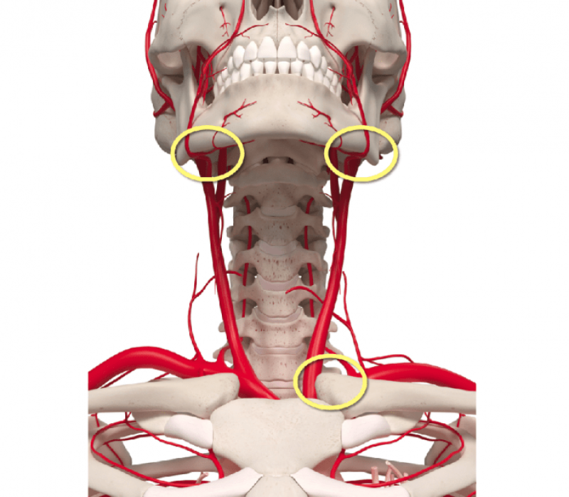 洋書 [A11210507]Surgical Anatomy of the Internal Carotid