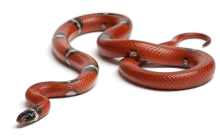 Red snake with brown spots.