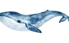 Image of a blue whale.
