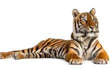 Picture of a tiger lying