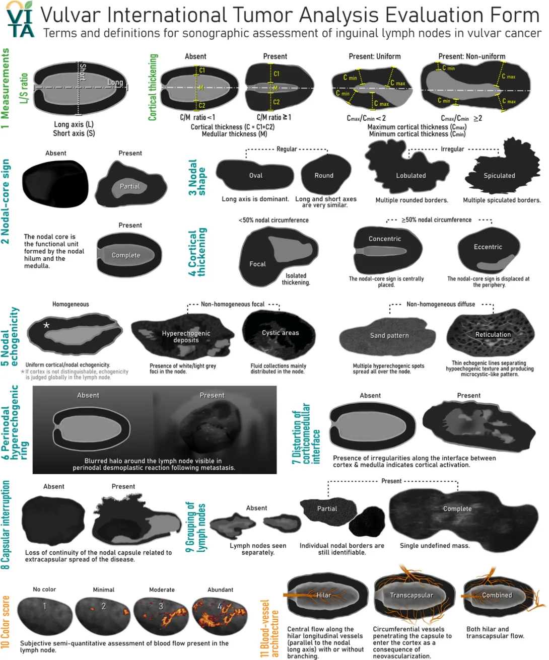 Vulvar International Tumor Analysis Evaluation Framework