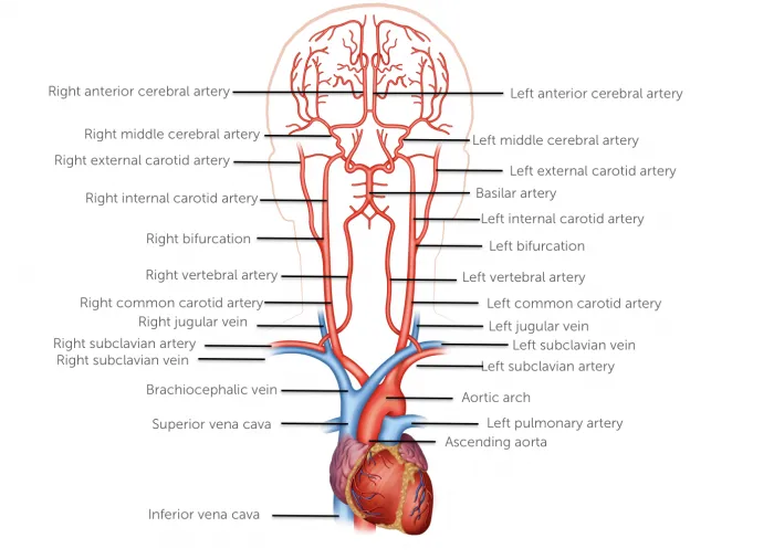 012_vessels_anatomy_all