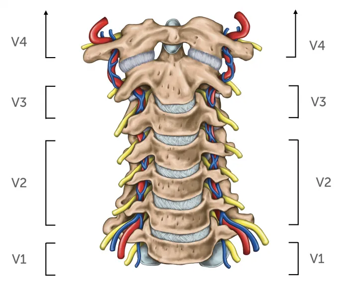 013_anatomy_vertebral_arteries