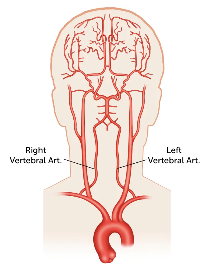 13.1_va_blood_supply