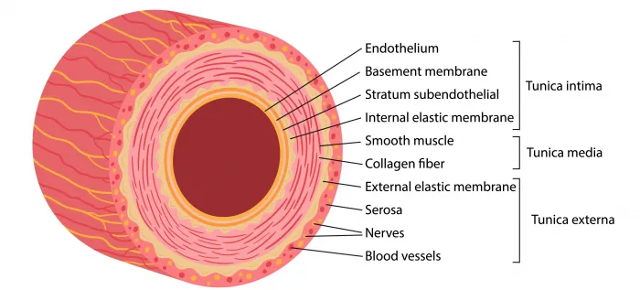 9.1_im_histology