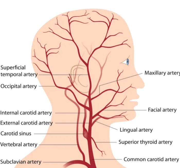 branches