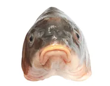 Systole