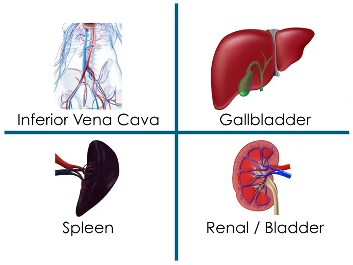 Abdomen & retroperitoneum