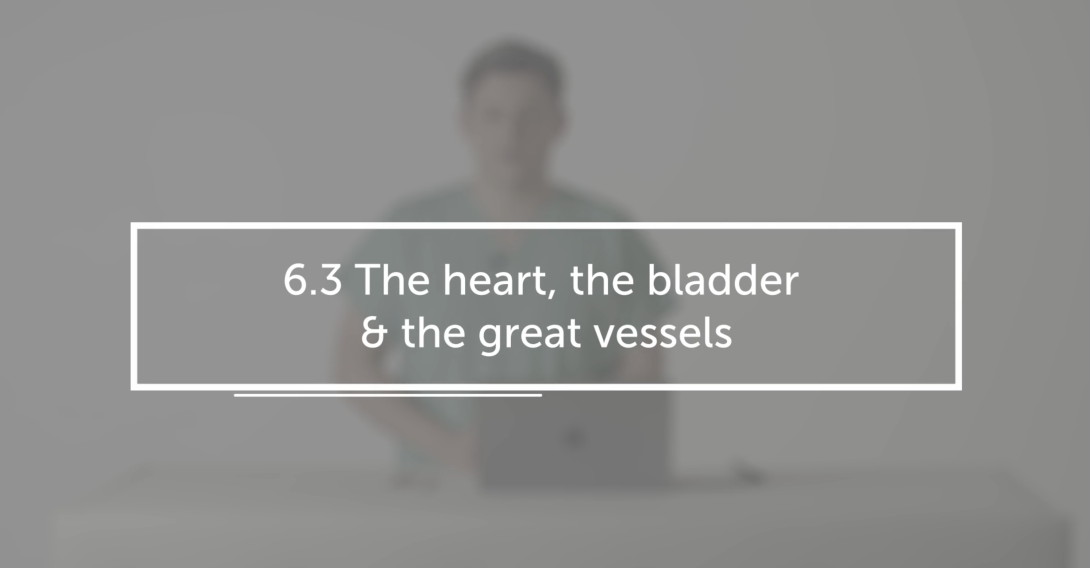 The heart, the bladder & the great vessels