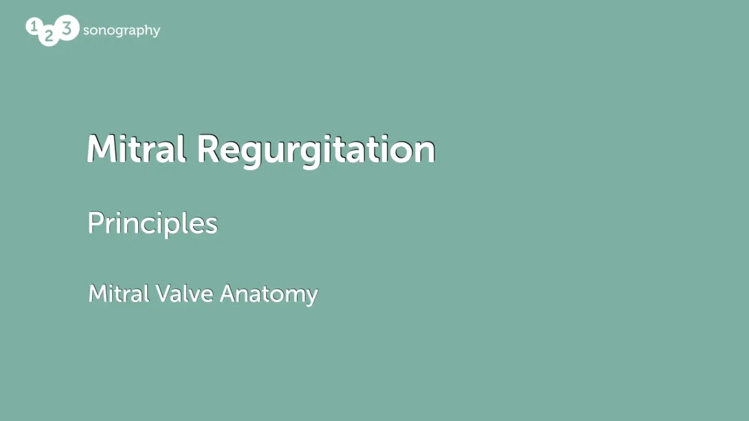 Mitral Valve Anatomy