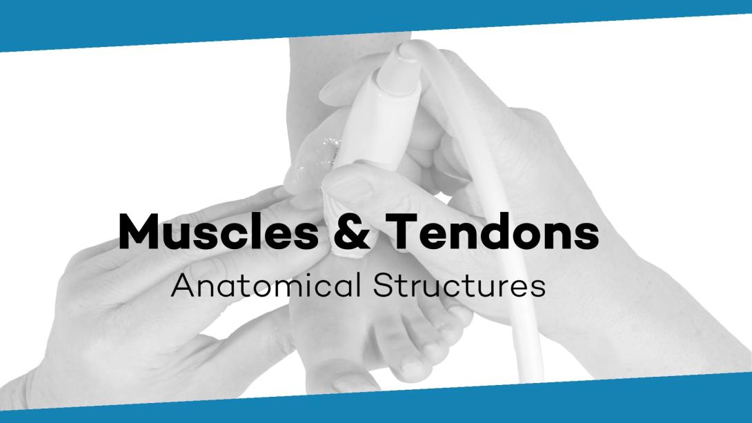 Muscles, tendons and tendon tunnels