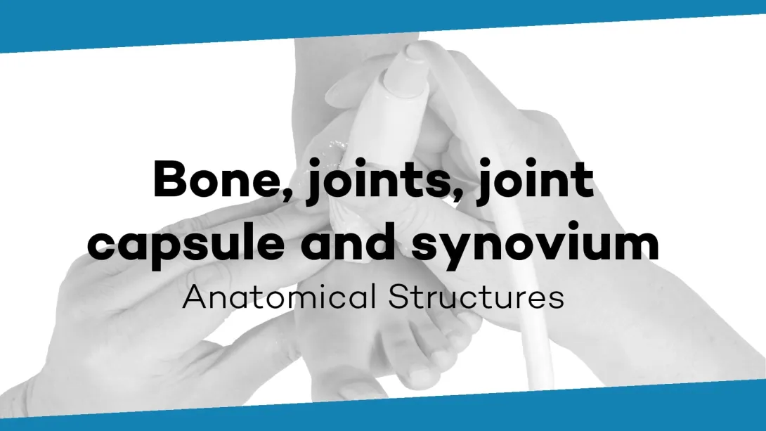 Bone, joints, joint capsule and synovium