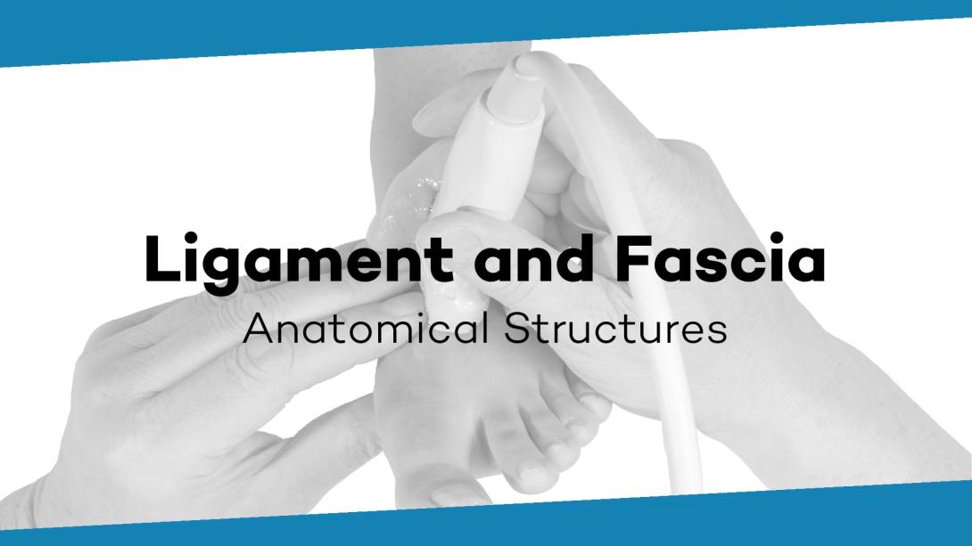 Ligament and Fascia