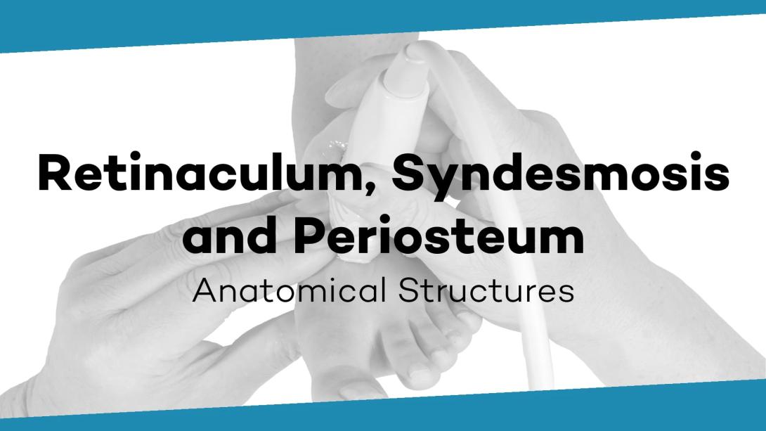Retinaculum, Syndesmosis and periosteum