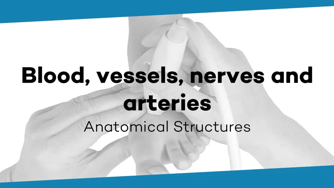 Blood, vessels, nerves and arteries