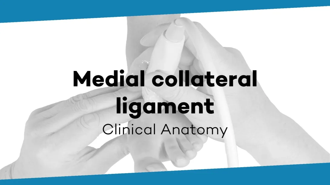 Medial collateral ligament