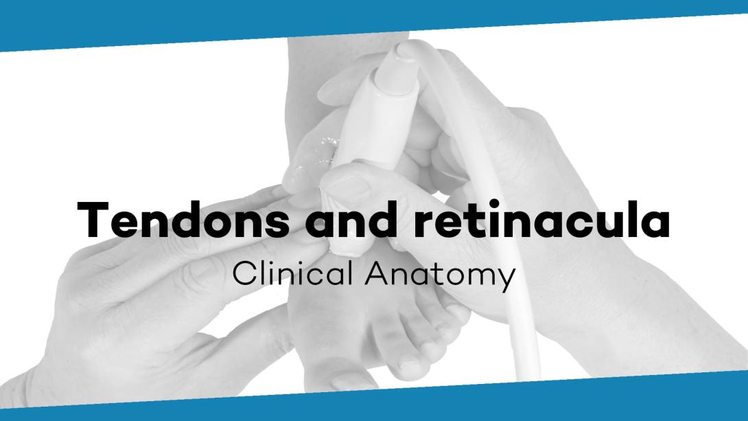 Tendons and retinacula