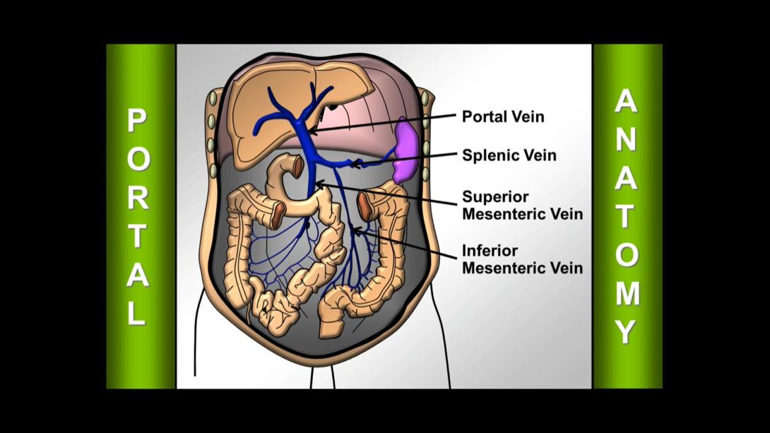 Abdominal & Retroperitoneal Anatomy 