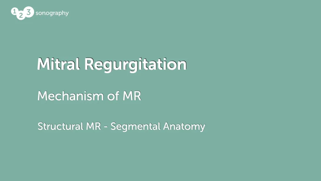 Structural MR - Segmental Anatomy