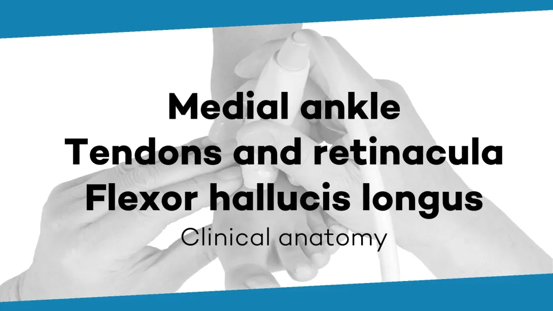 M. flexor hallucis longus