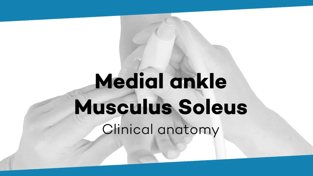 M. soleus