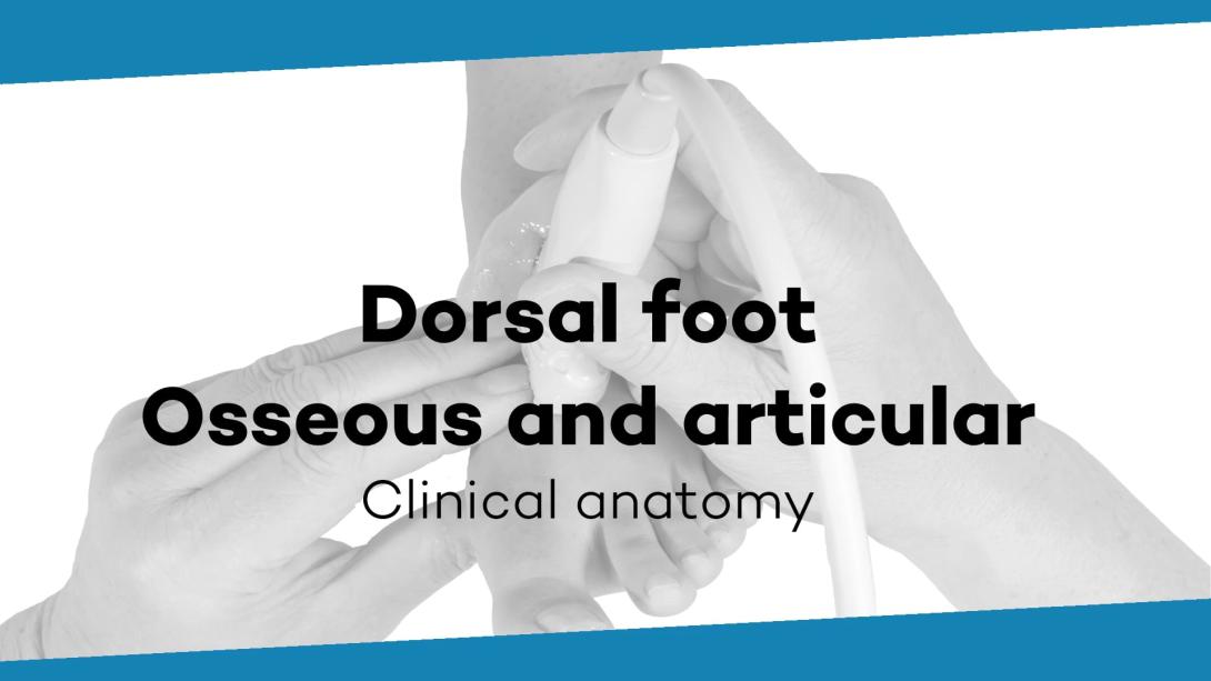 Osseous and articular