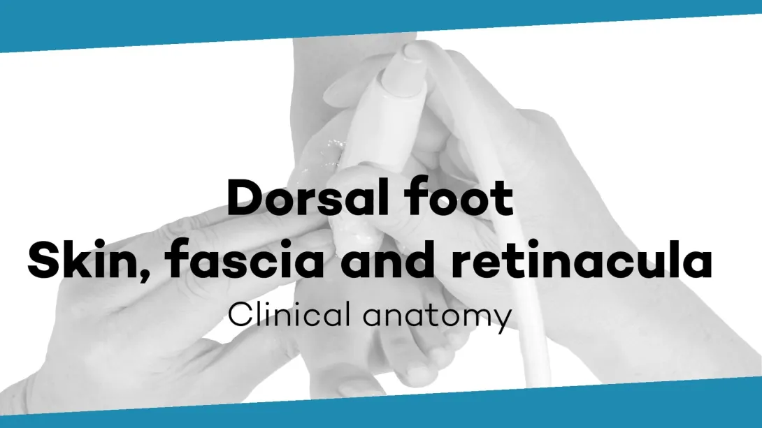 Skin, fascia and retinacula