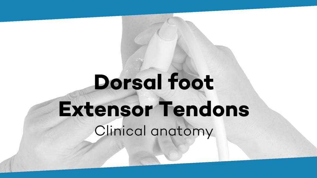 Extensor tendons