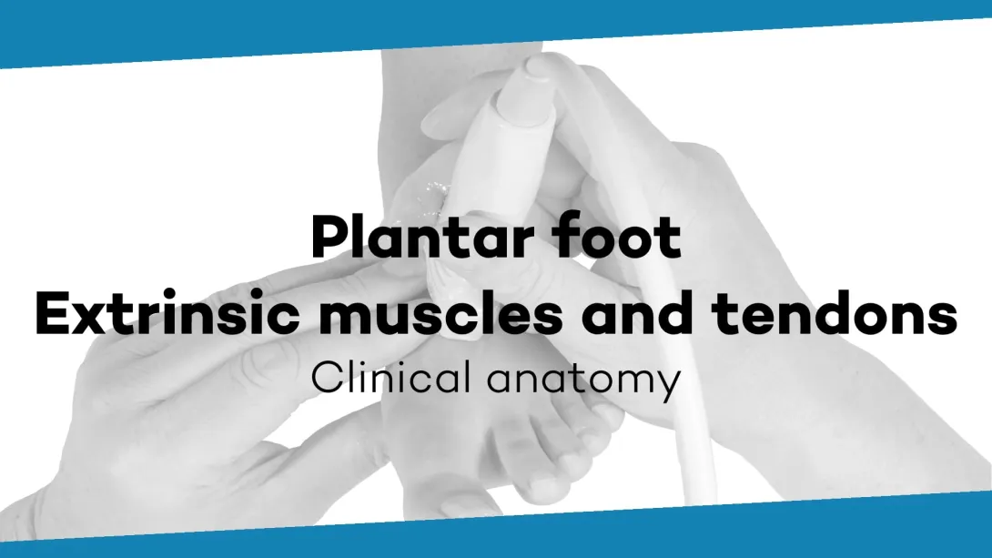 Extrinsic muscles and tendons