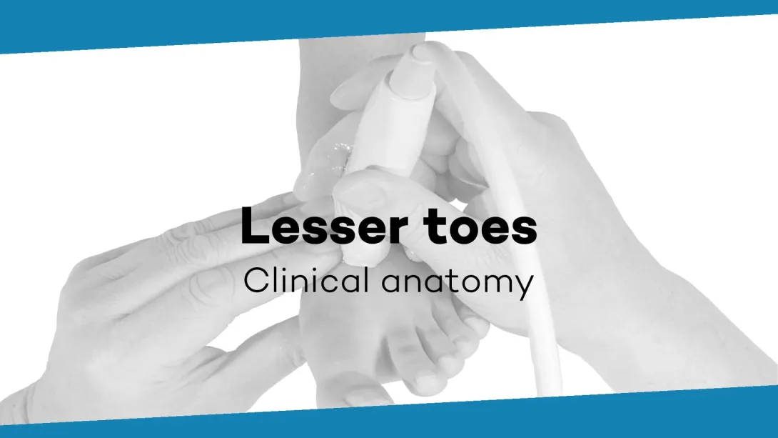Lesser toes