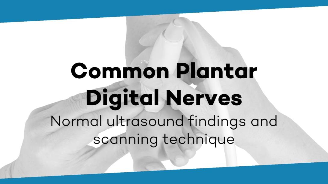 Common plantar digital nerves