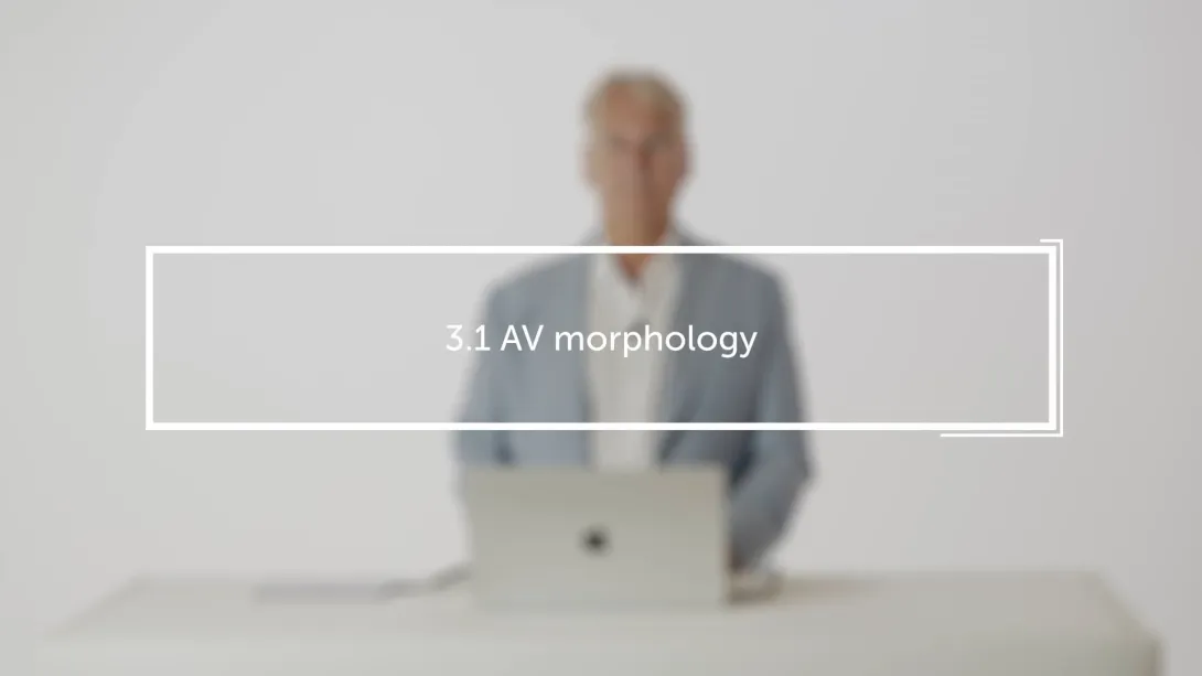 AV morphology