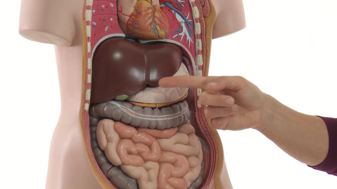 Liver: Anatomy and How to image (basics)