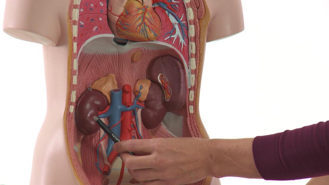 Kidneys: anatomy and How to image (basics)