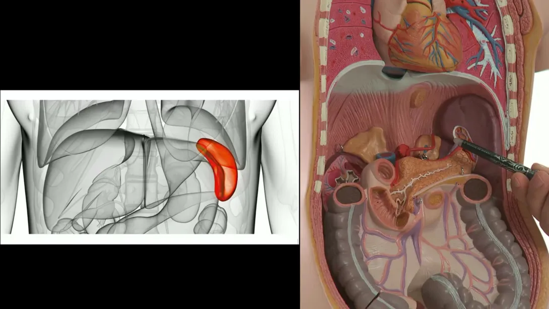 Spleen