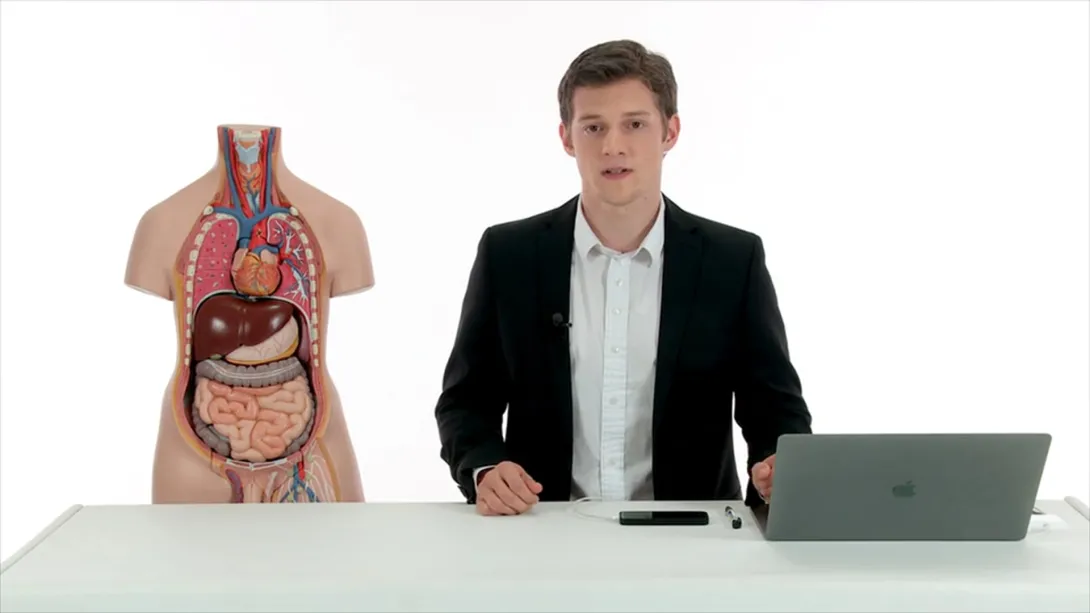 Urinary tract