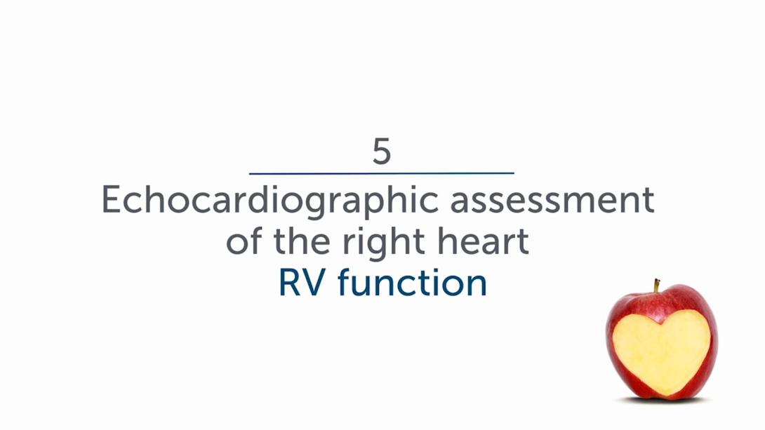 Echocardiographic Assessment - Function