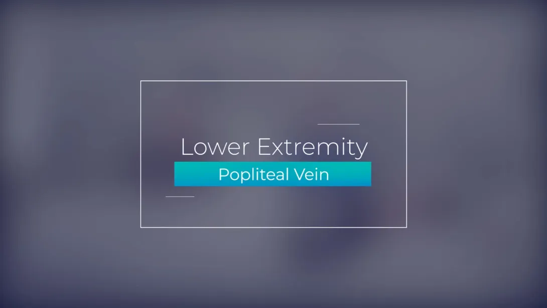 Popliteal Vein